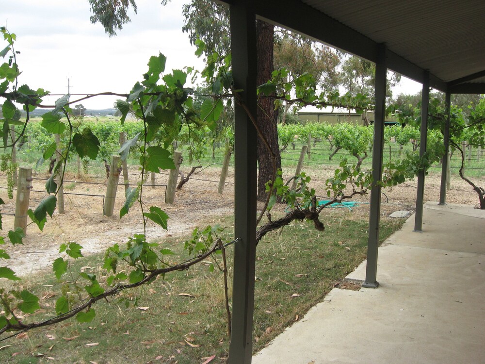 Under the Vines
