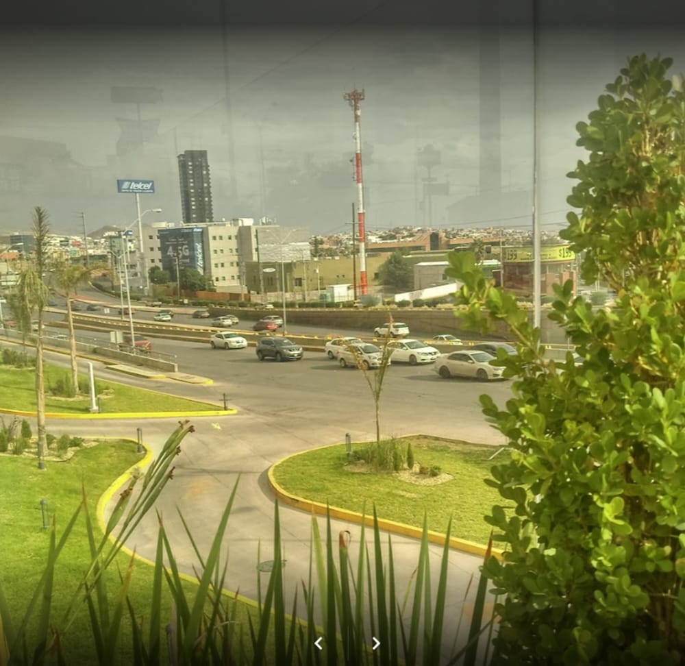 One Chihuahua Fashion Mall