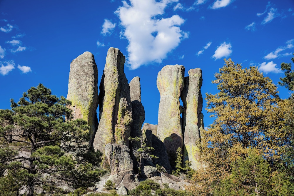 One Chihuahua Fashion Mall