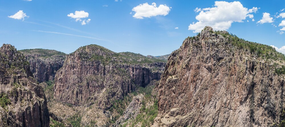 One Chihuahua Fashion Mall