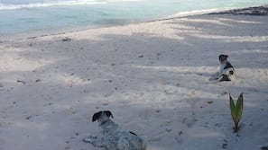 On the beach