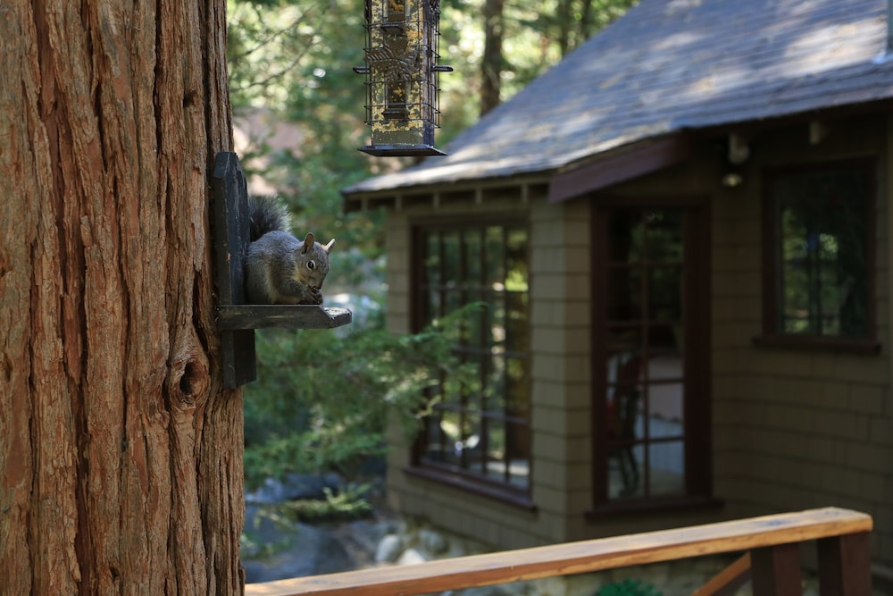 Secluded "Hidden Heaven"  Vintage Cabin on Strawberry Creek, Walk to town