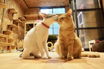 九州大学周辺のおすすめホテル 旅館 宿泊の格安予約 料金比較 Stayway 九州大学周辺のおすすめホテル 旅館 宿泊の格安予約 料金比較 Stayway