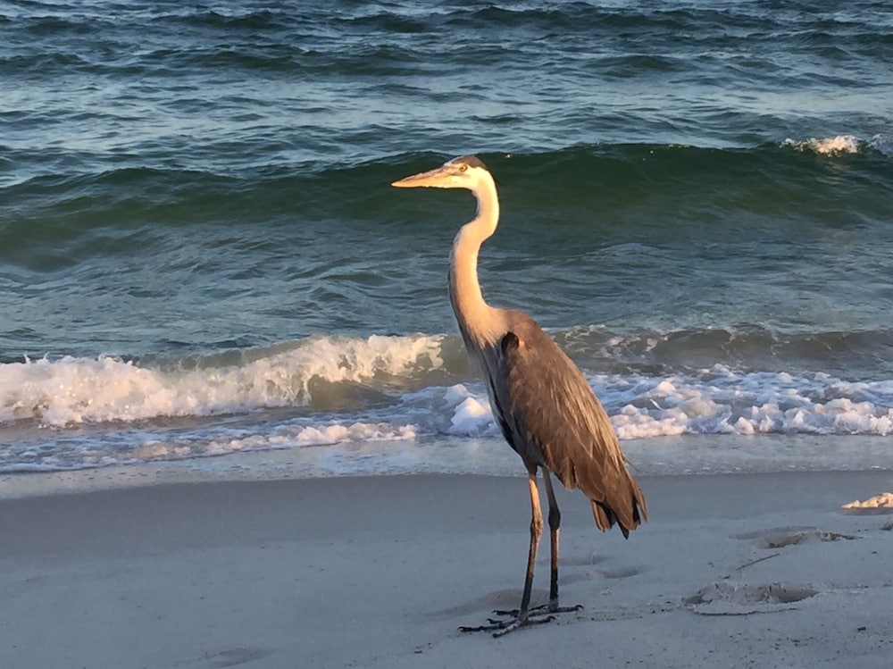 Pet Friendly!!! On the Gulf