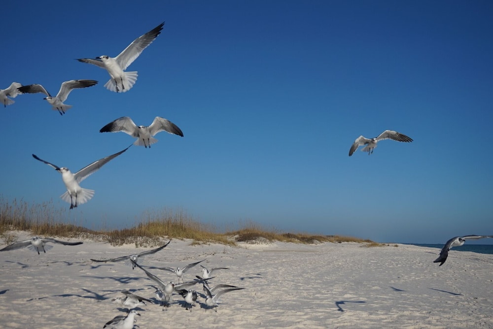 Pet Friendly!!! On the Gulf