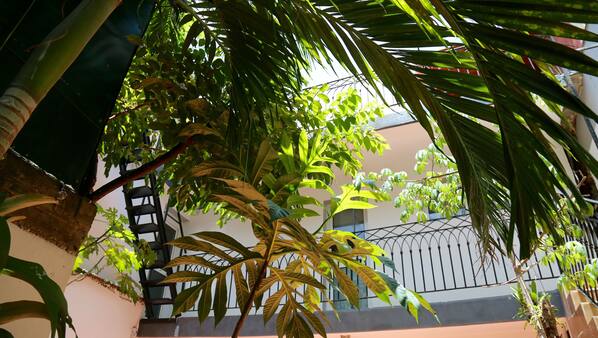 Cour