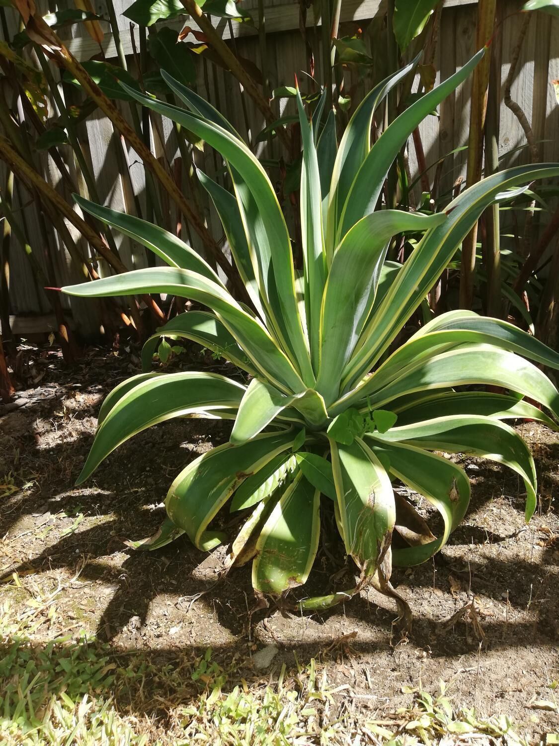 Latania Luxury Villas