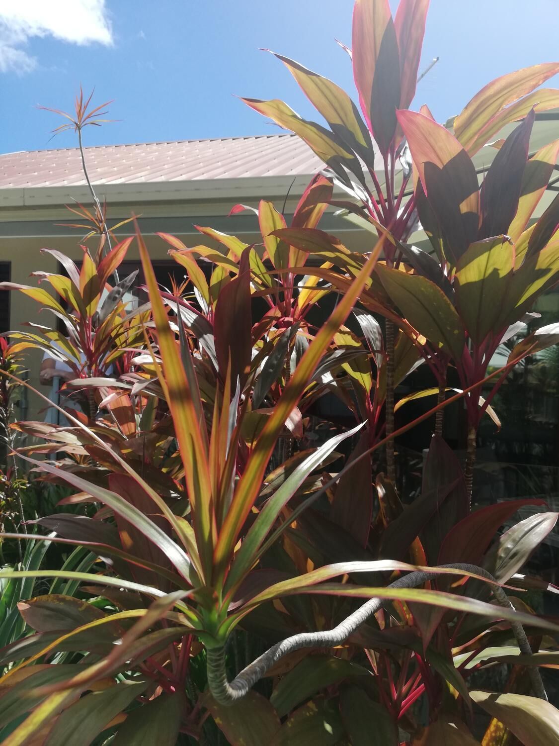 Latania Luxury Villas