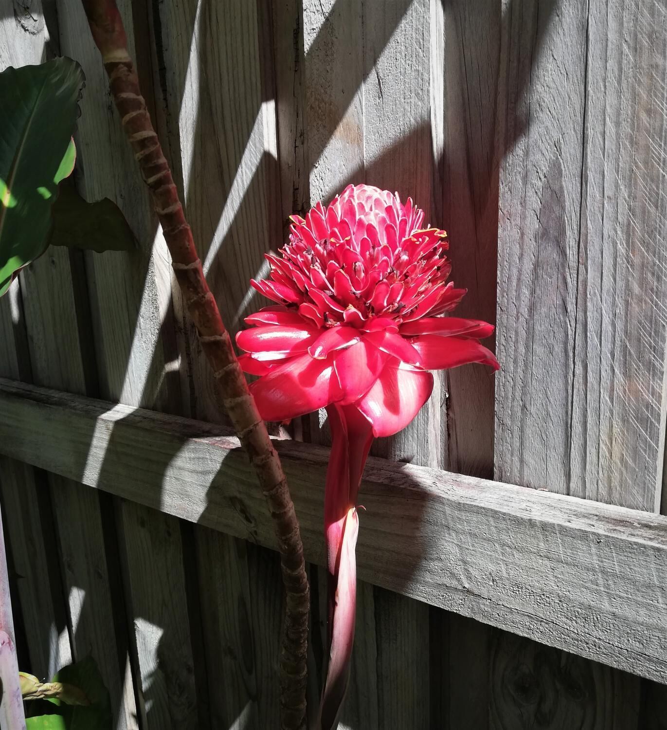 Latania Luxury Villas