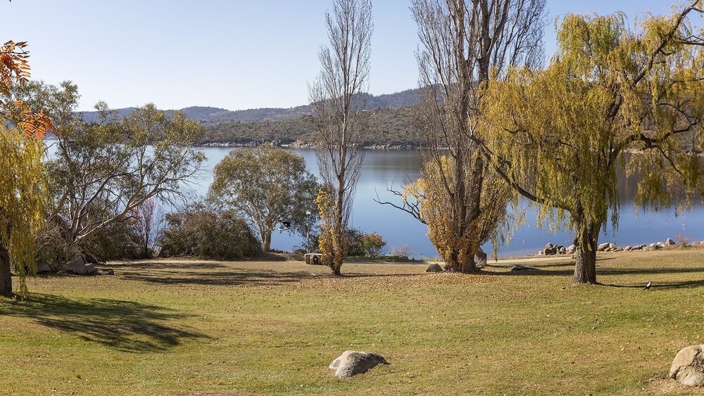 Grey Kangaroo- On Lake Jindabyne foreshore
