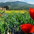 Agriturismo La Petrosa