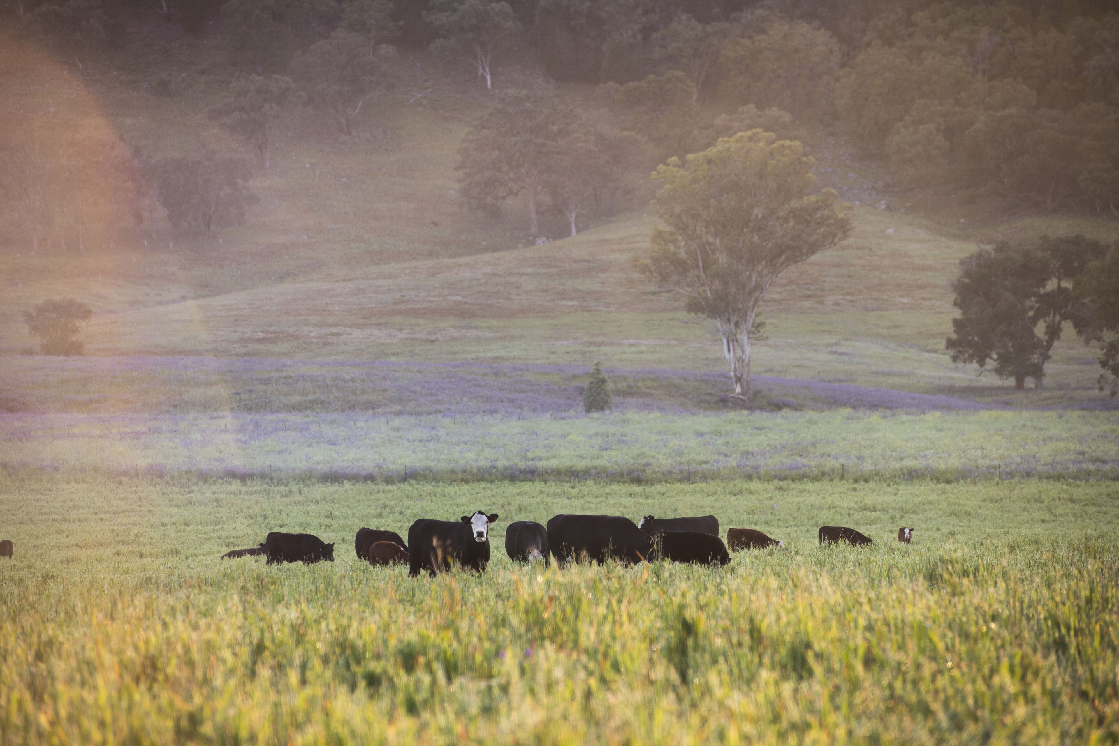 Tom's Cottage- A Wilgowrah Country Escape