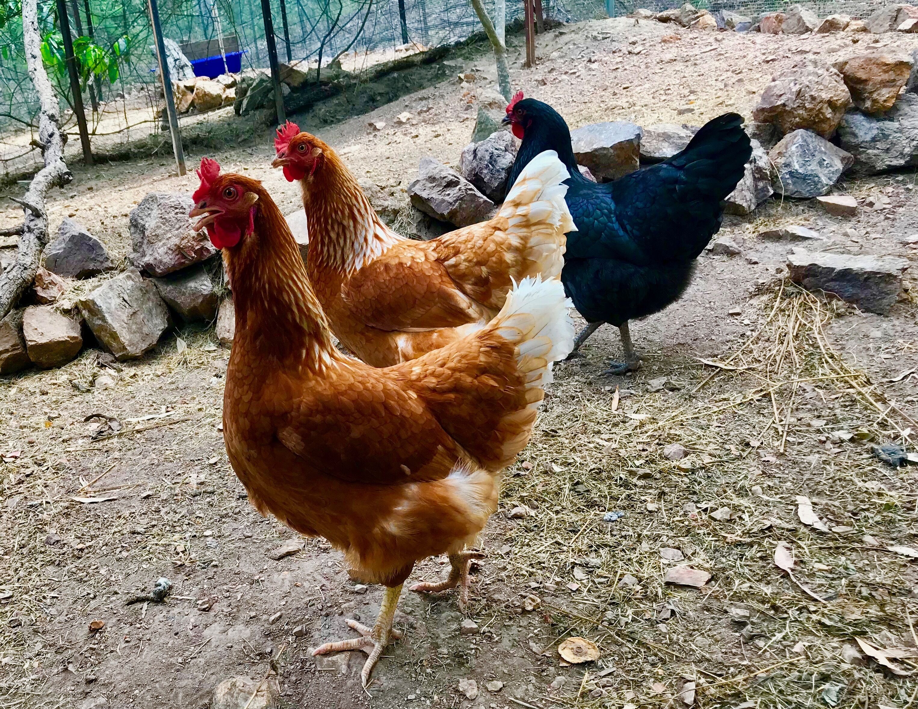 Forest Setting, Pool, Cabana, Large Bath, Netflix/foxtel/wifi, King Size Bed