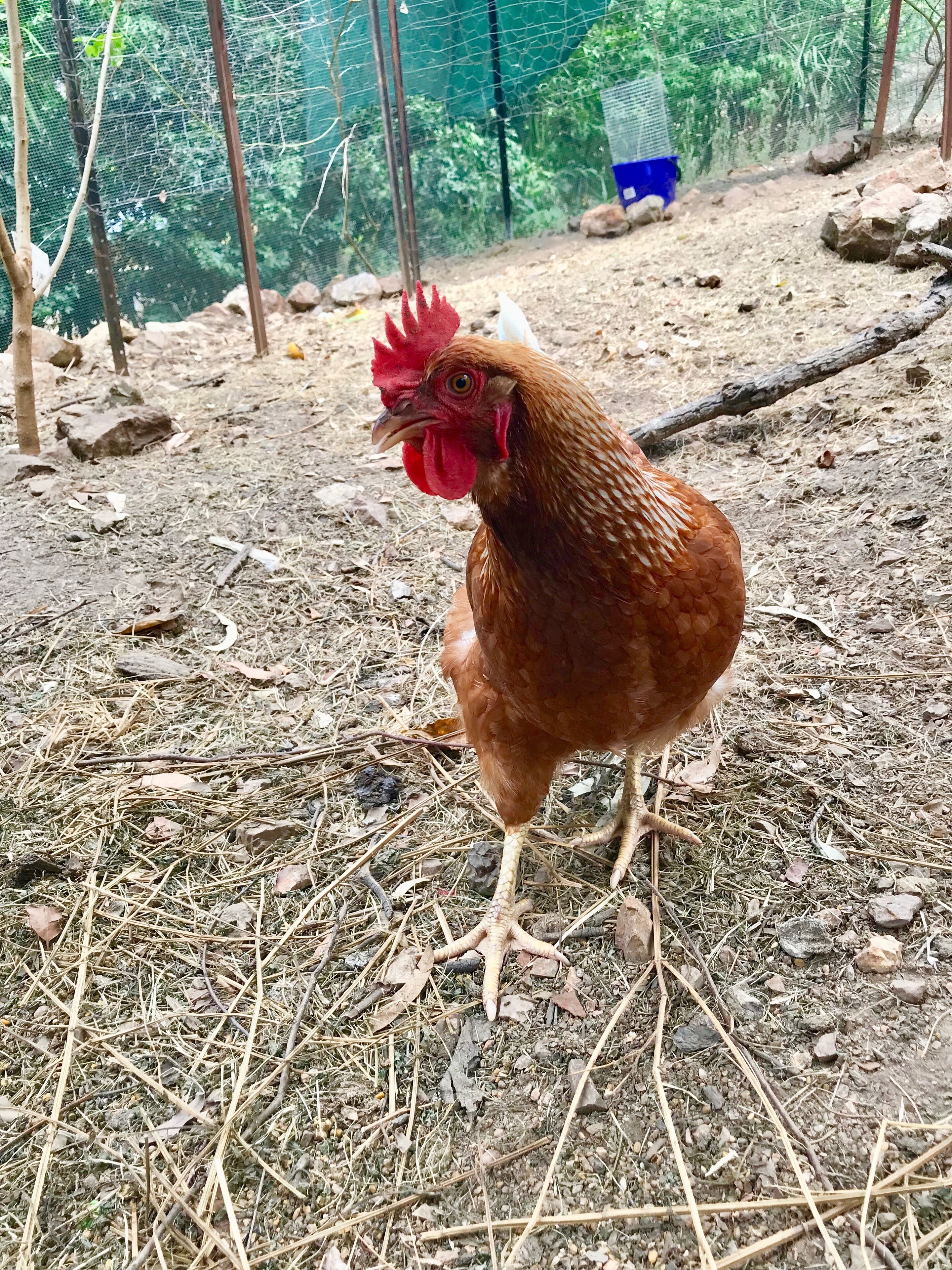 Forest Setting, Pool, Cabana, Large Bath, Netflix/foxtel/wifi, King Size Bed