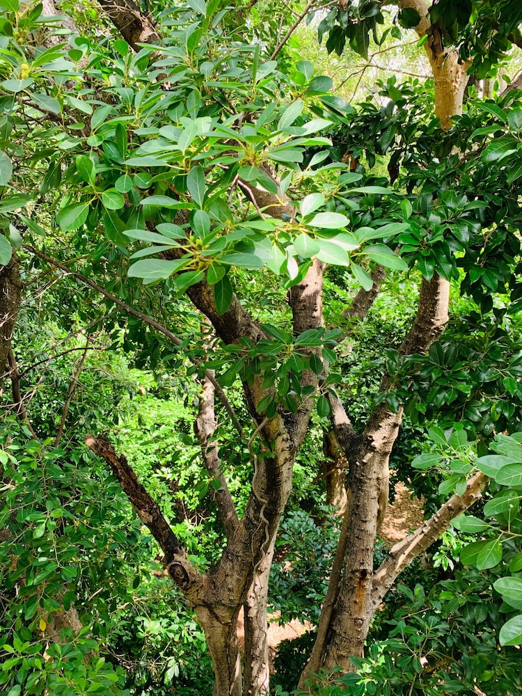 Foto - Villa Antilope