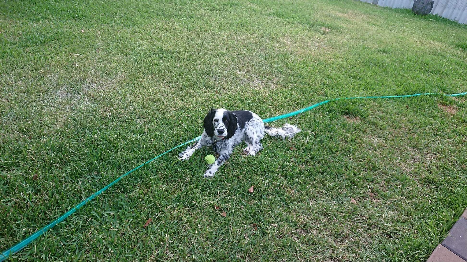 Rose Cottage - Pet and Family Friendly Accommodation