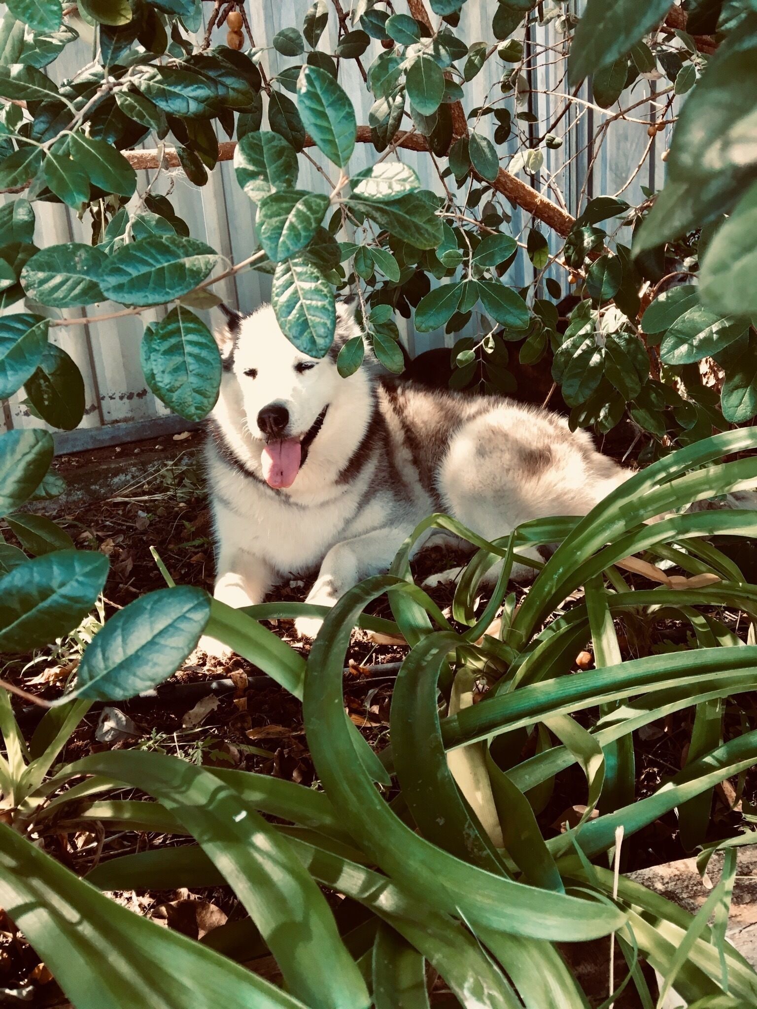 Rose Cottage - Pet and Family Friendly Accommodation