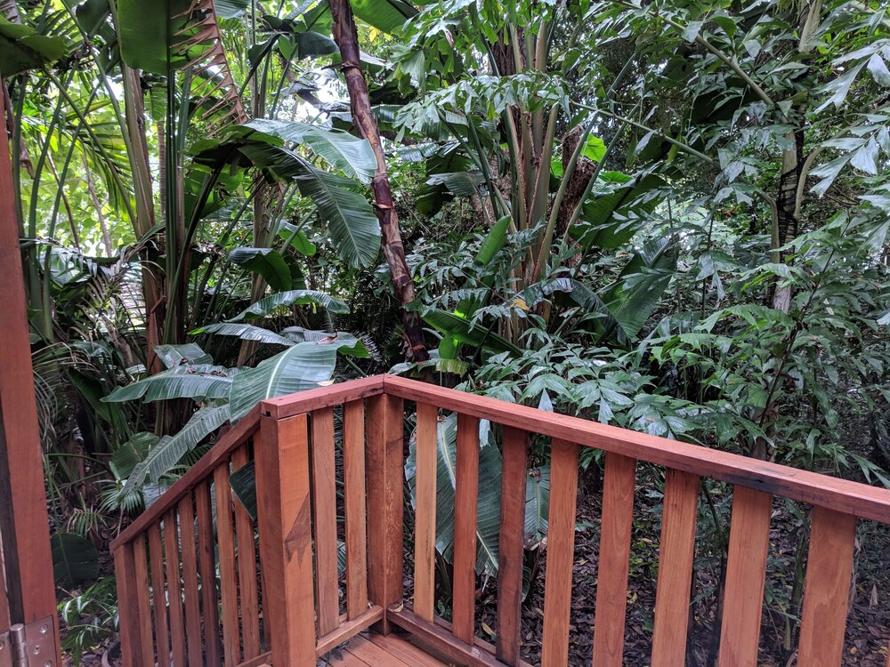 Rain Forest Gem