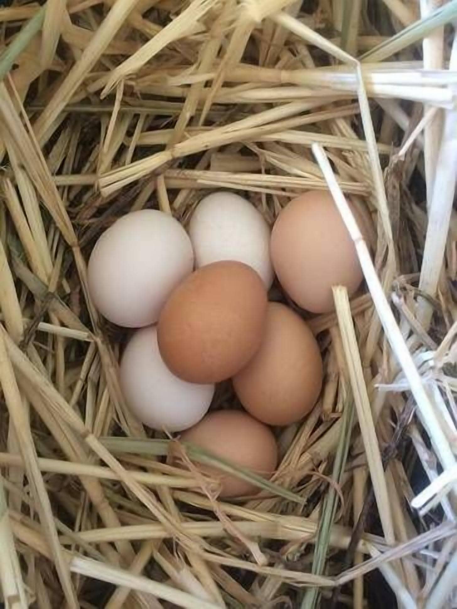 Allawah Cottage Byron Bay