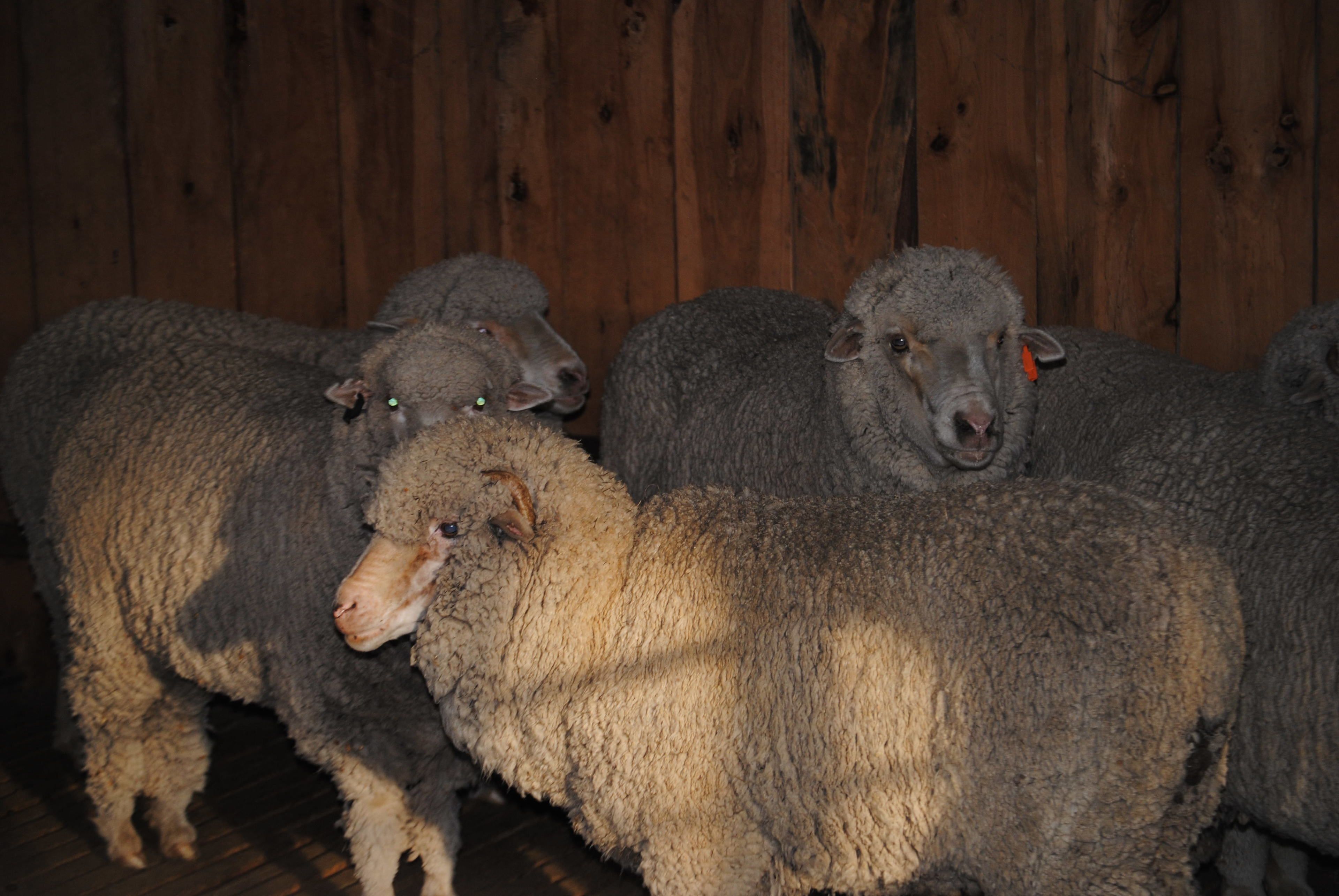 Waterloo Country Accommodation