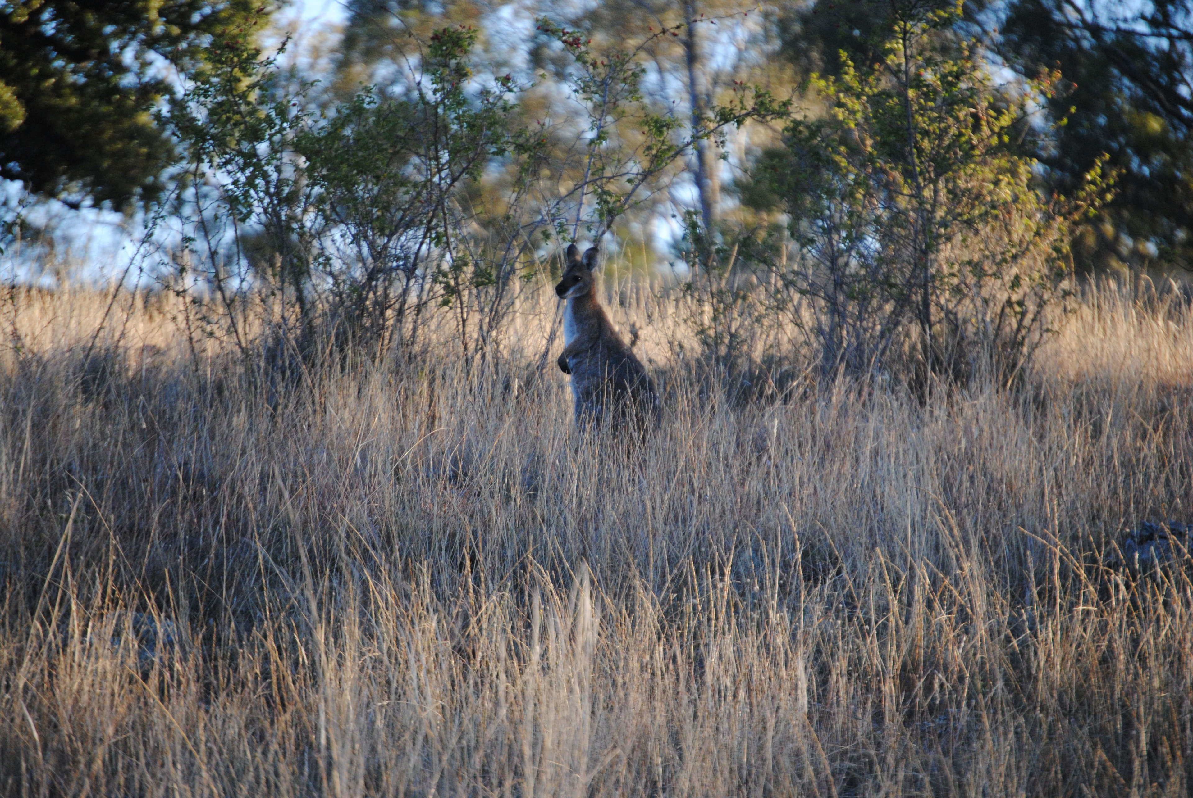 Waterloo Country Accommodation