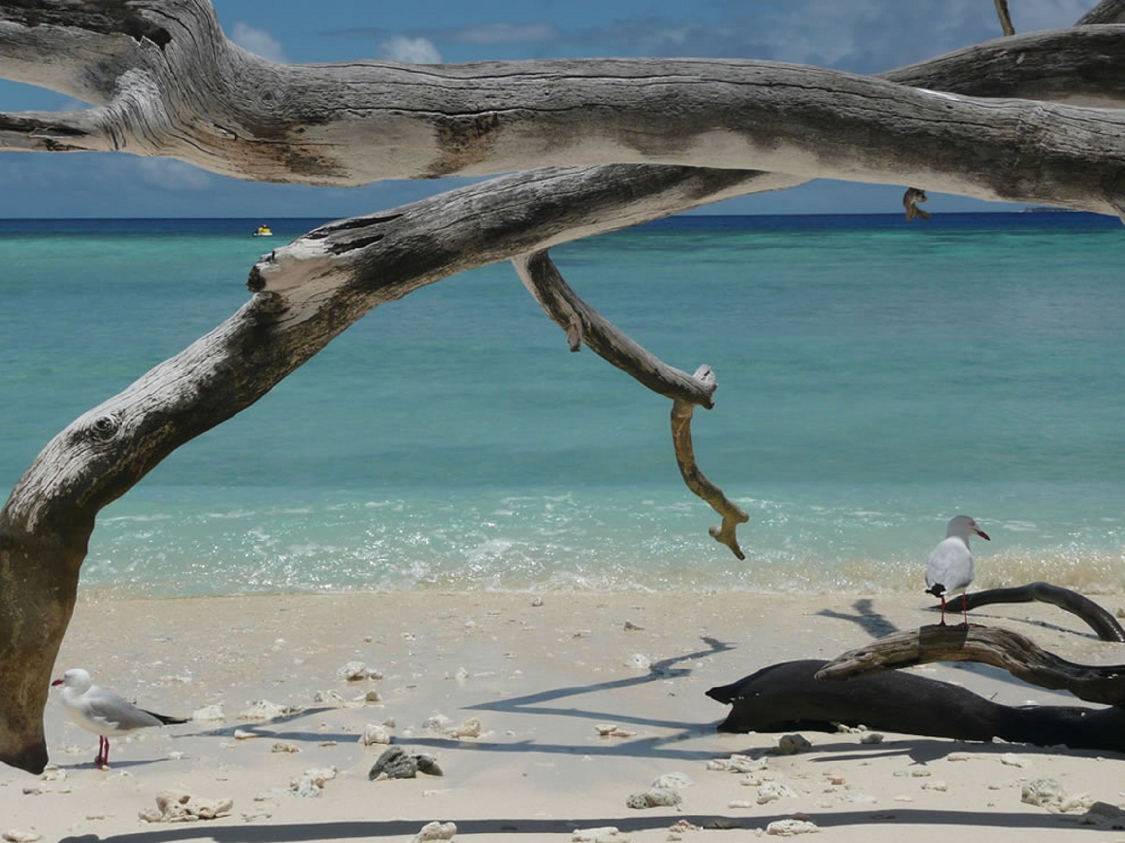Tranquility By The Course Port Douglas
