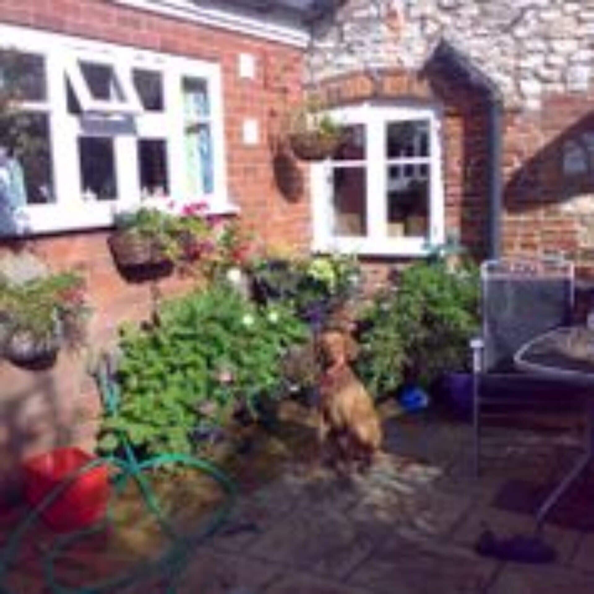 dog friendly cottages old hunstanton