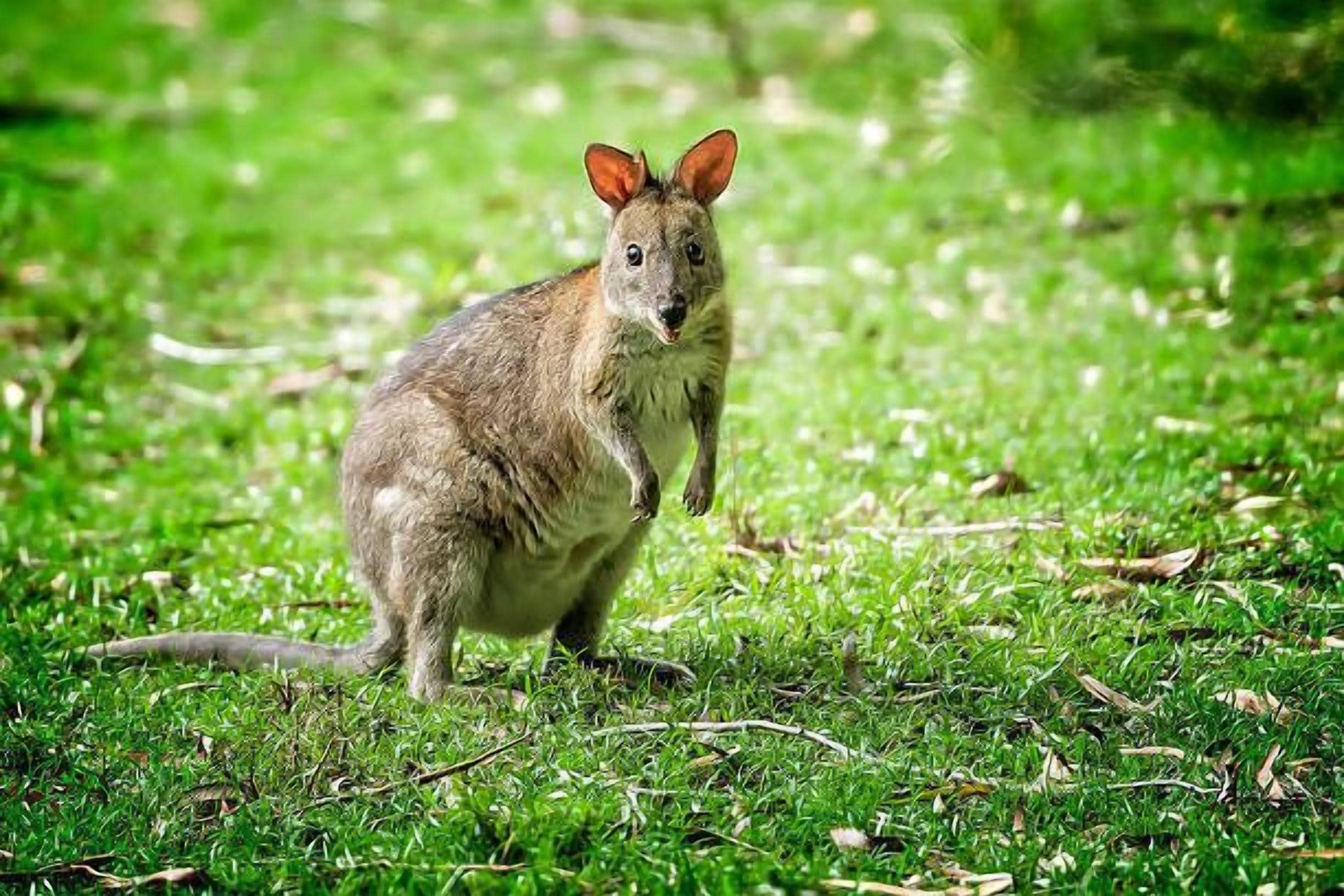 Mountain Getaway Binnaburra Lamington Nat Park