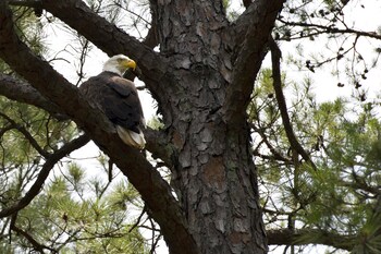 Cabin 1 At Degray Lake State Park Reviews Photos Rates
