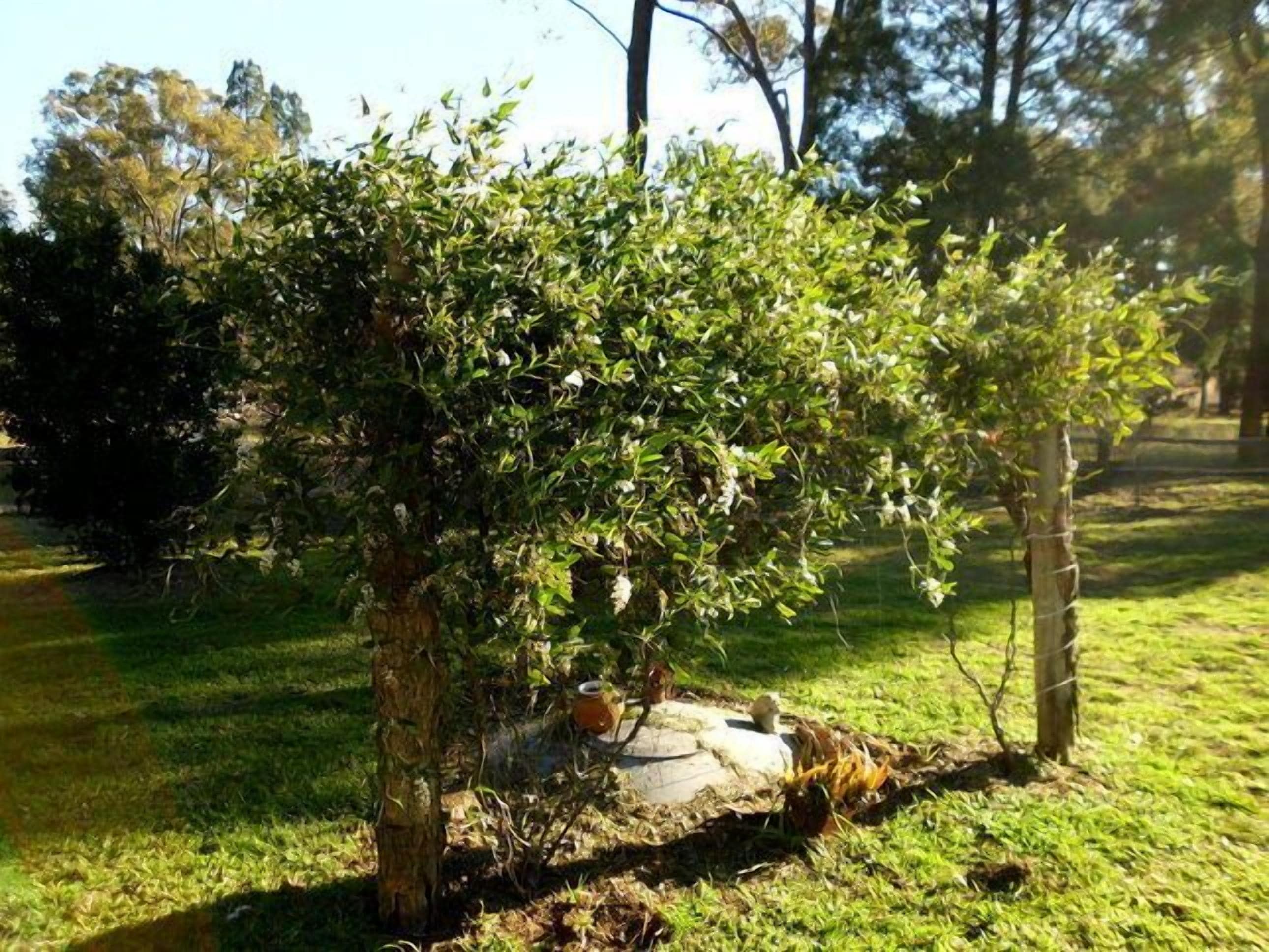 Coona Mudbrick Cotttage