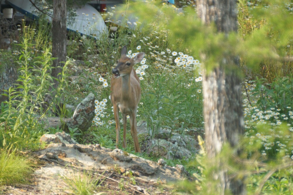 Property grounds, Spectacular 180° Views from Lakefront Beaver Point Lodge on Stunning Beaver Lake