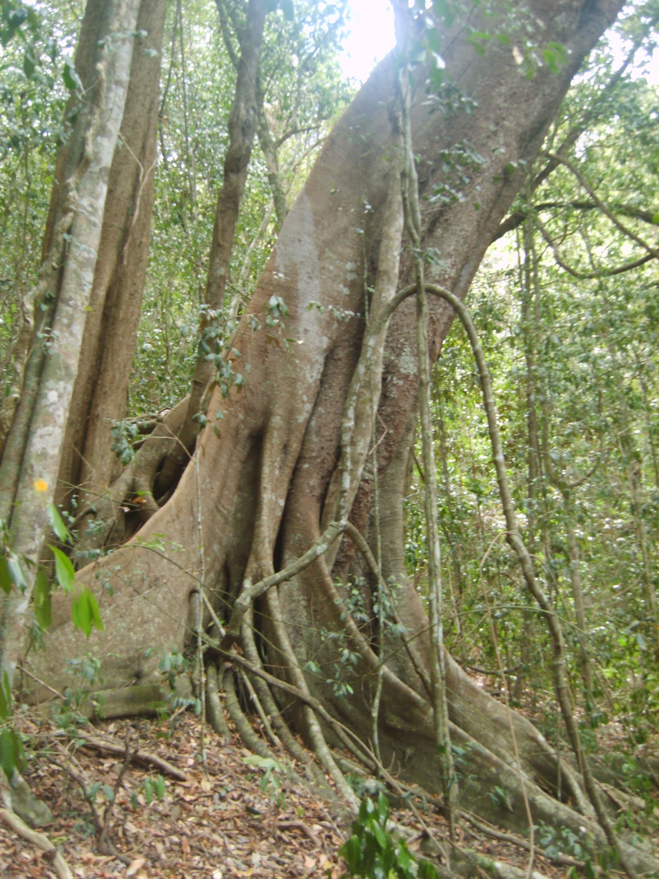 Bellbird Studio, pet Friendly, Glamping Getaway
