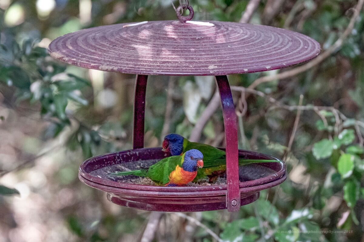 Bellbird Studio, pet Friendly, Glamping Getaway