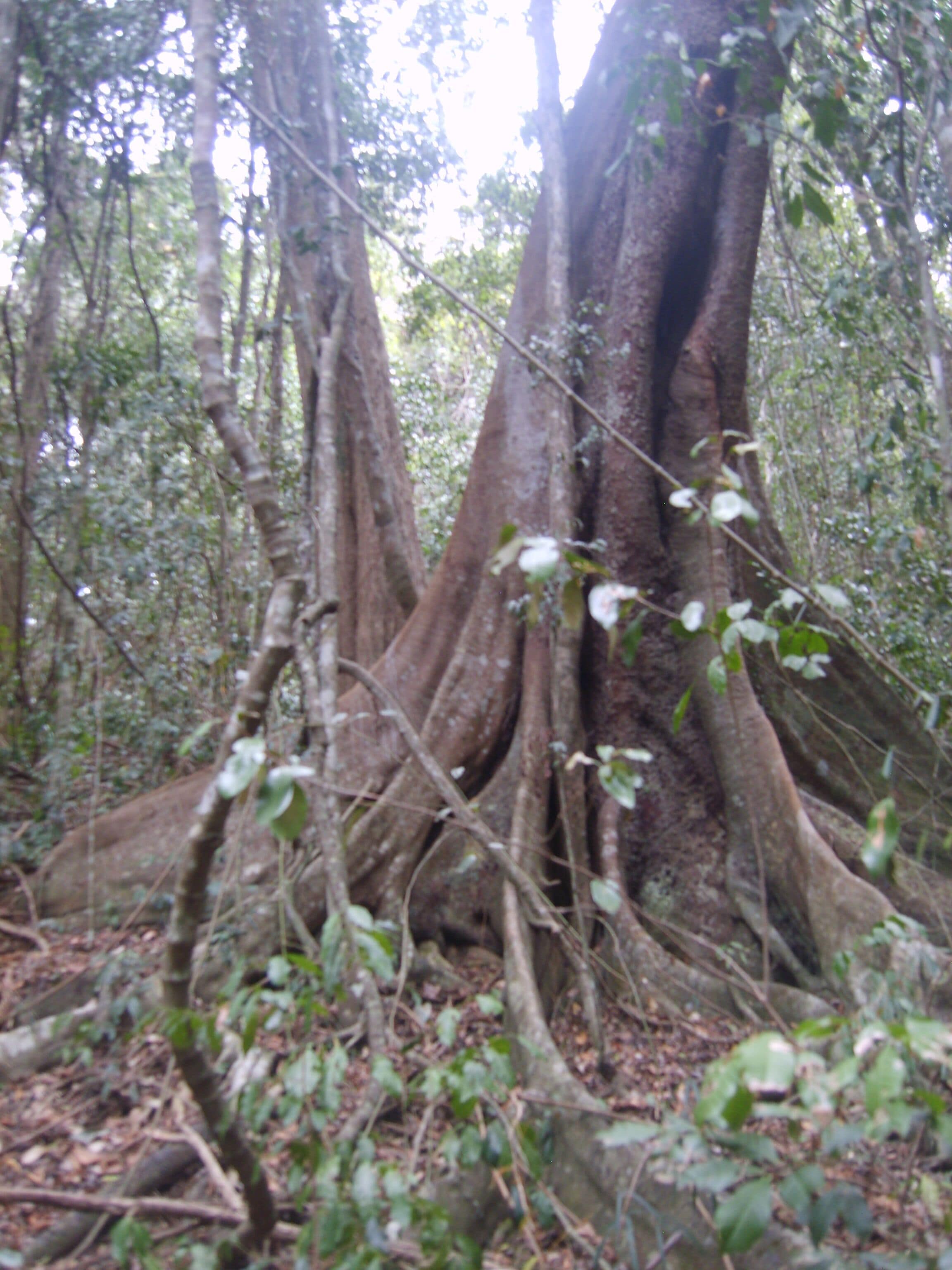Bellbird Studio, pet Friendly, Glamping Getaway