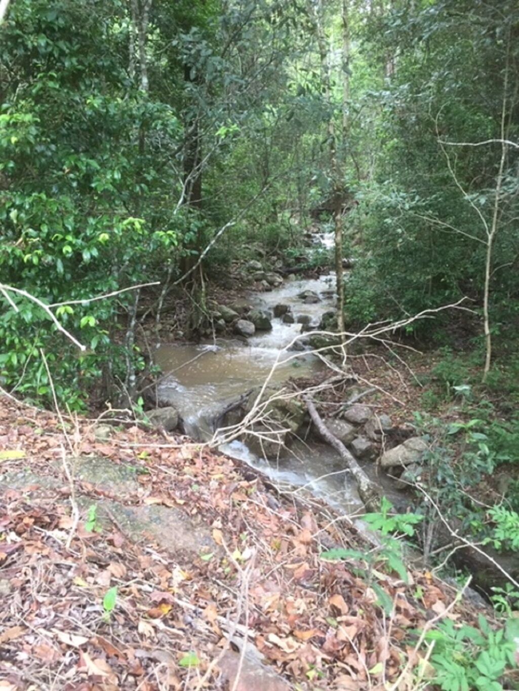 Bellbird Studio, pet Friendly, Glamping Getaway