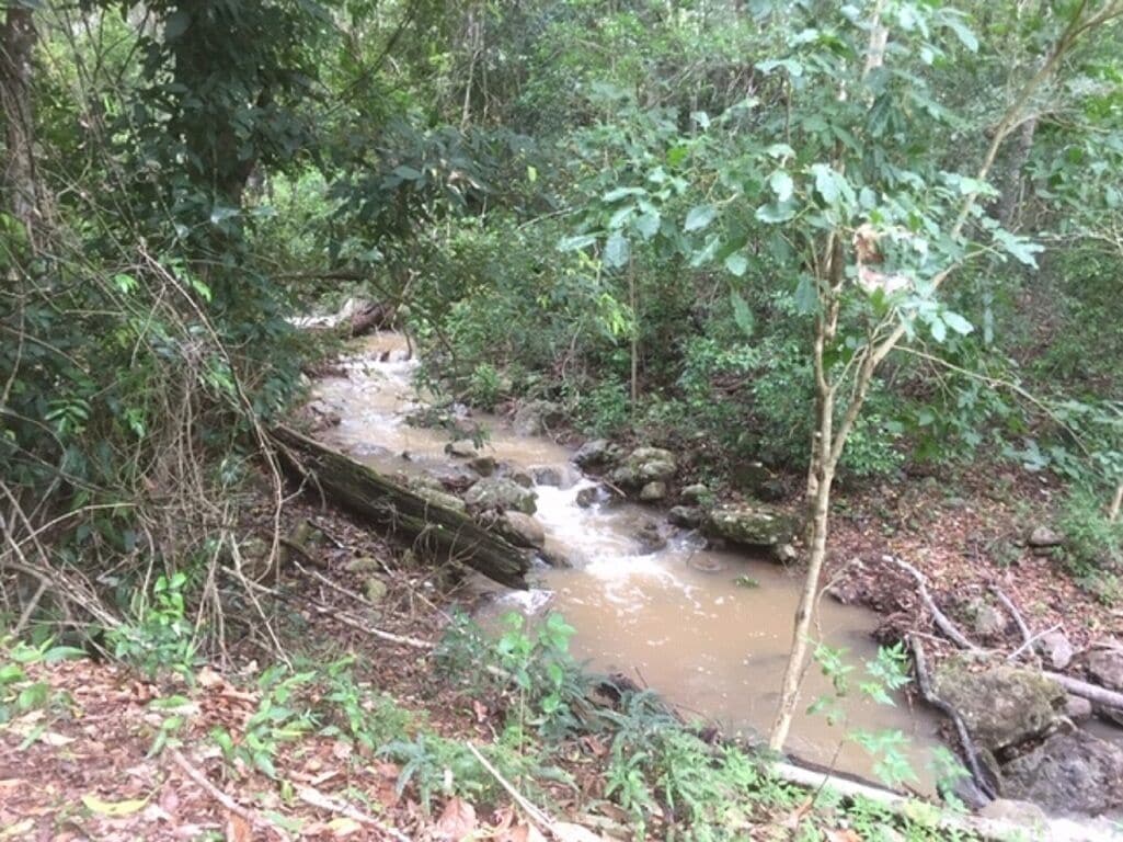 Bellbird Studio, pet Friendly, Glamping Getaway