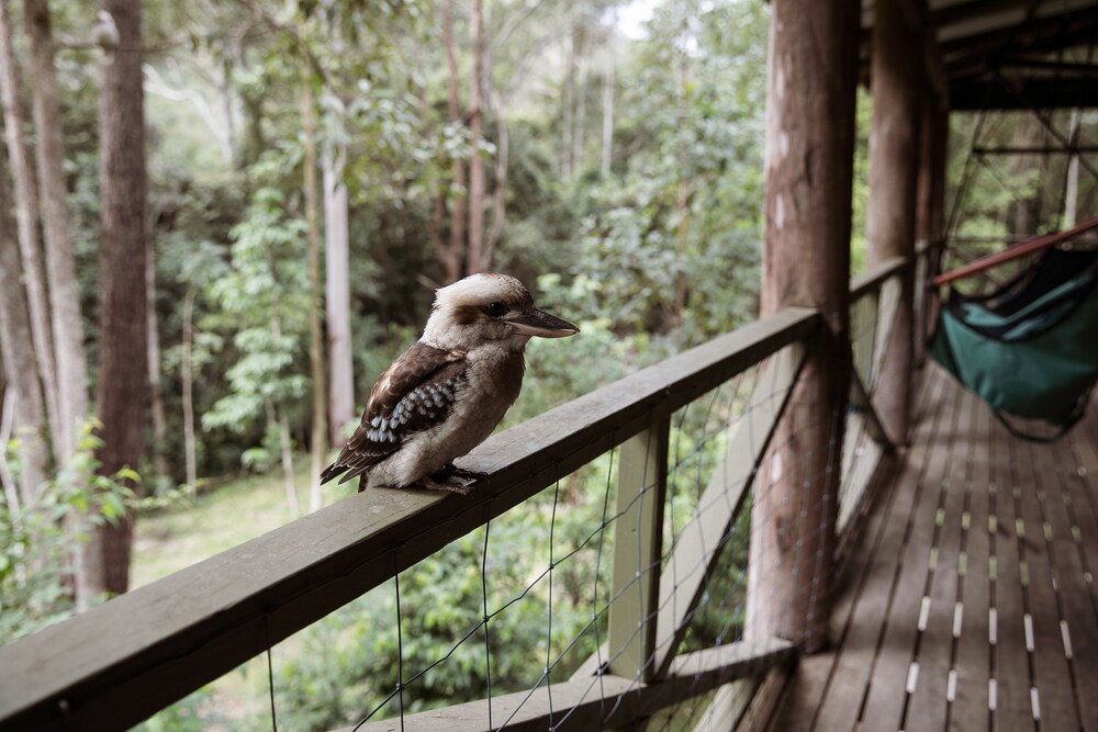 The Treehouse