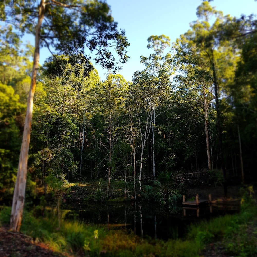 The Treehouse