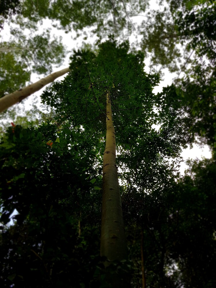 The Treehouse