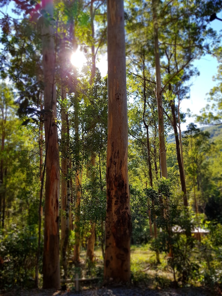 The Treehouse