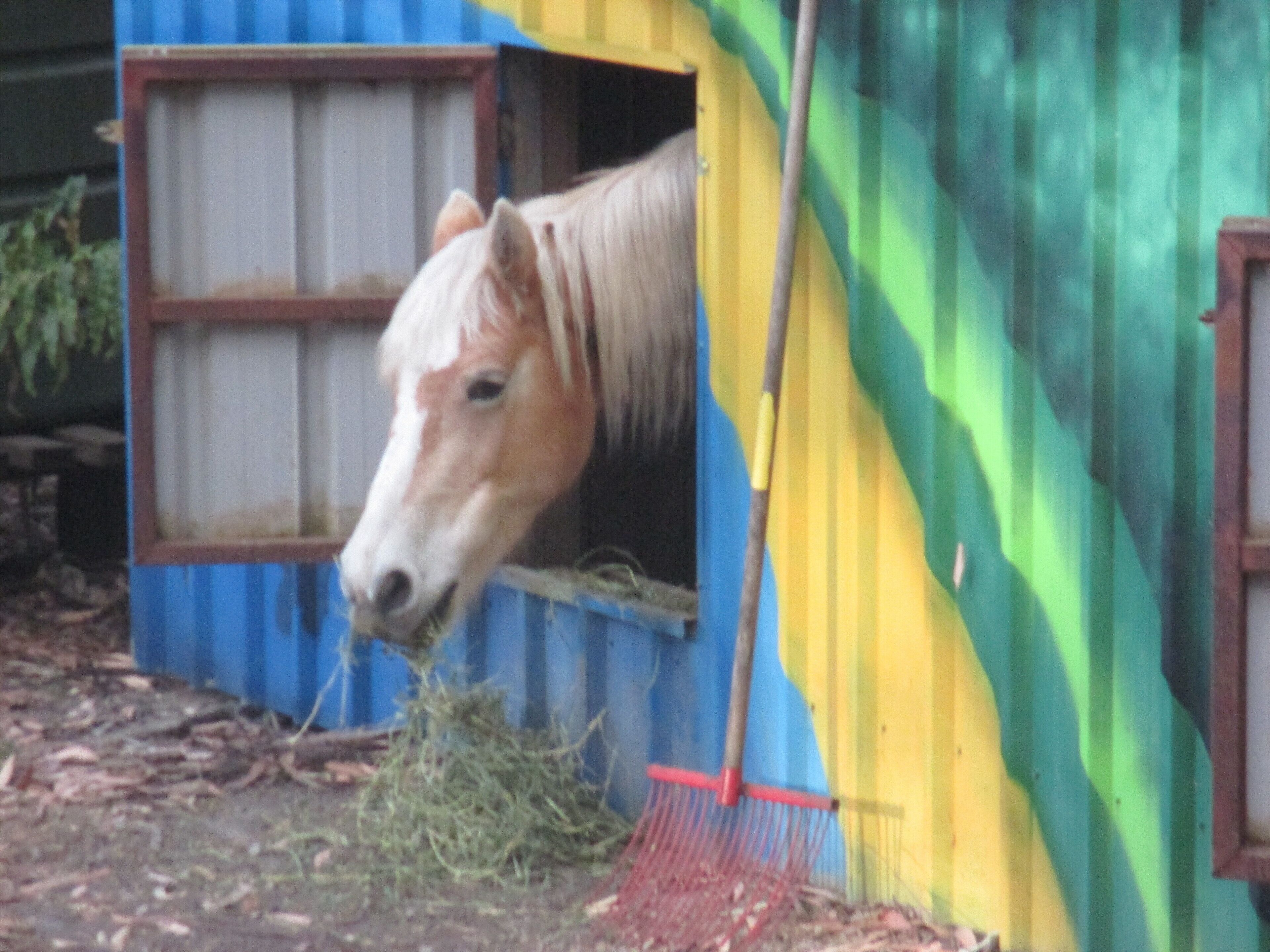 Ann's Coastal Farm - Lodge