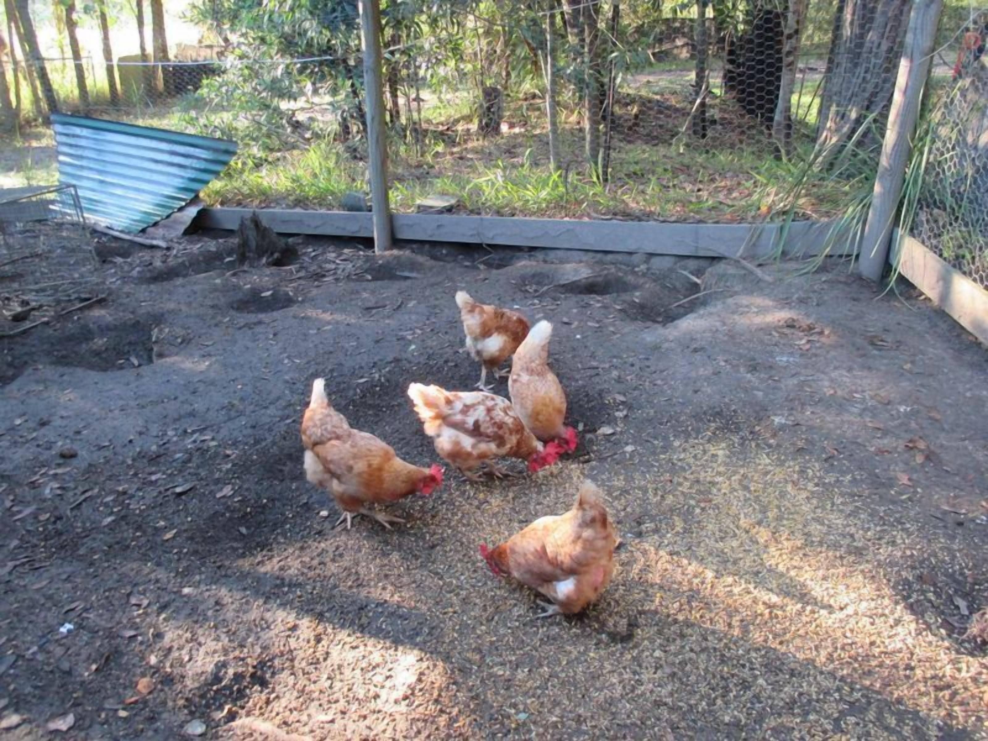 Ann's Coastal Farm - Lodge