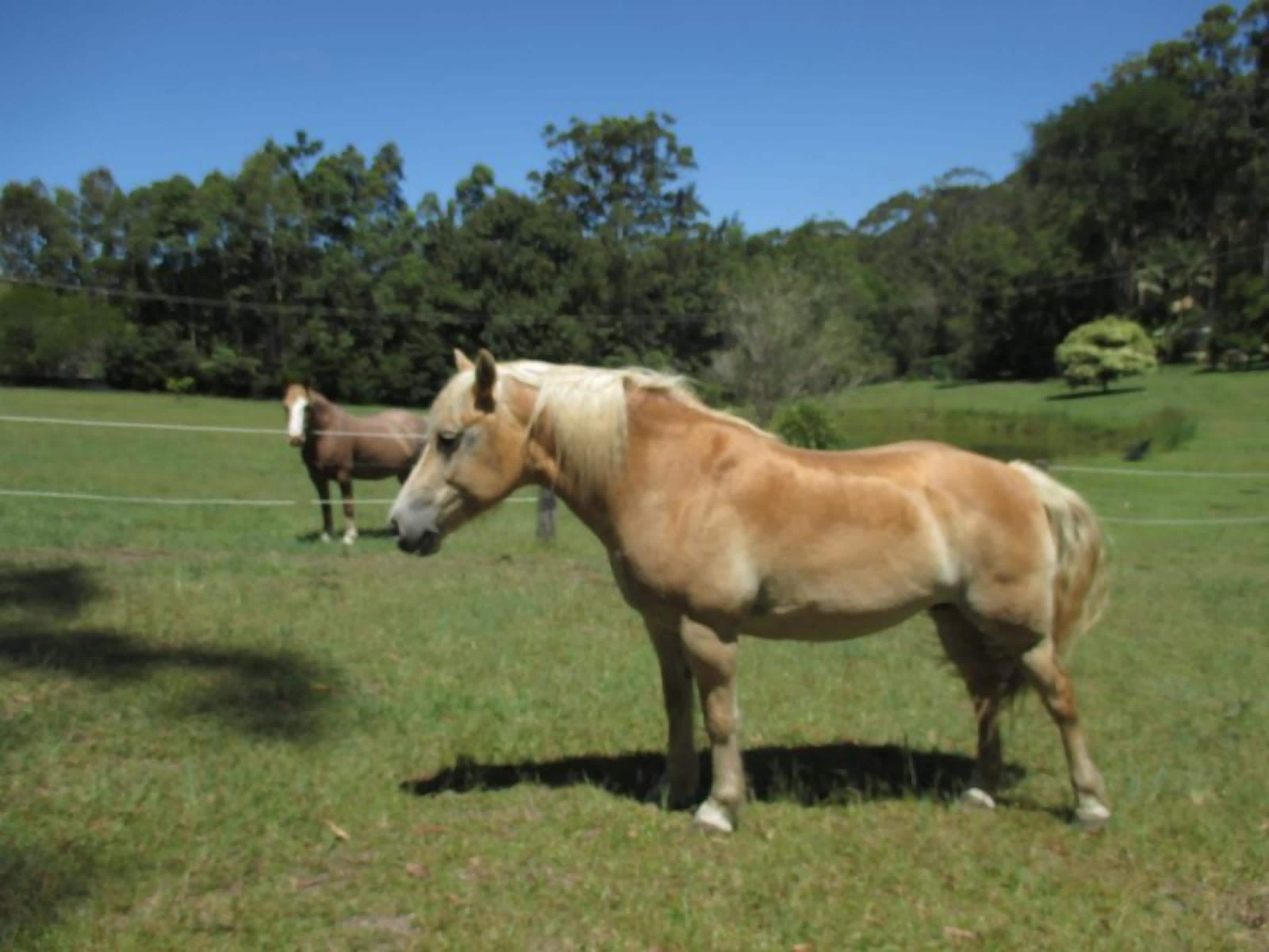 Ann's Coastal Farm - Lodge