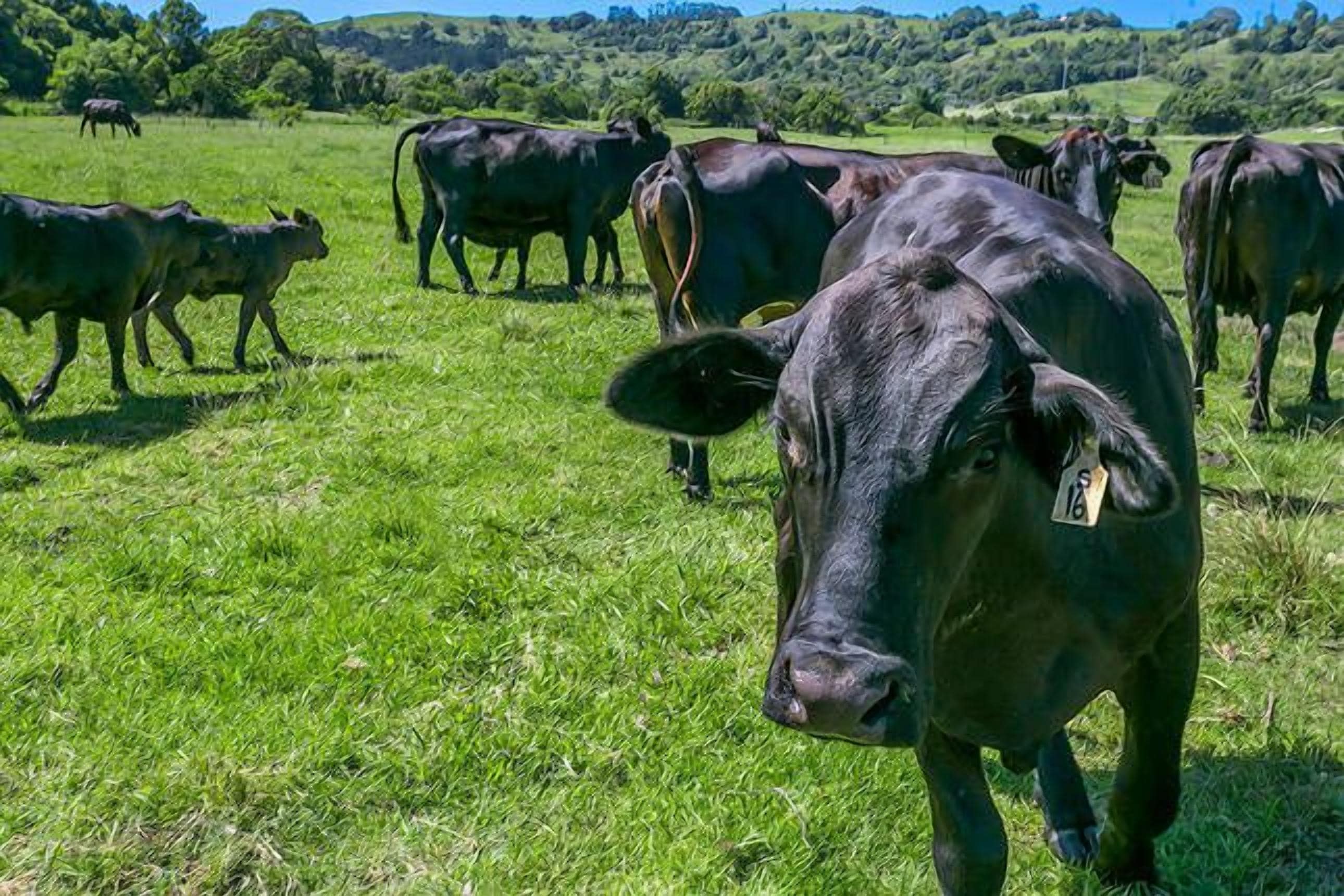 George's @ Byron Bay Rural Retreat
