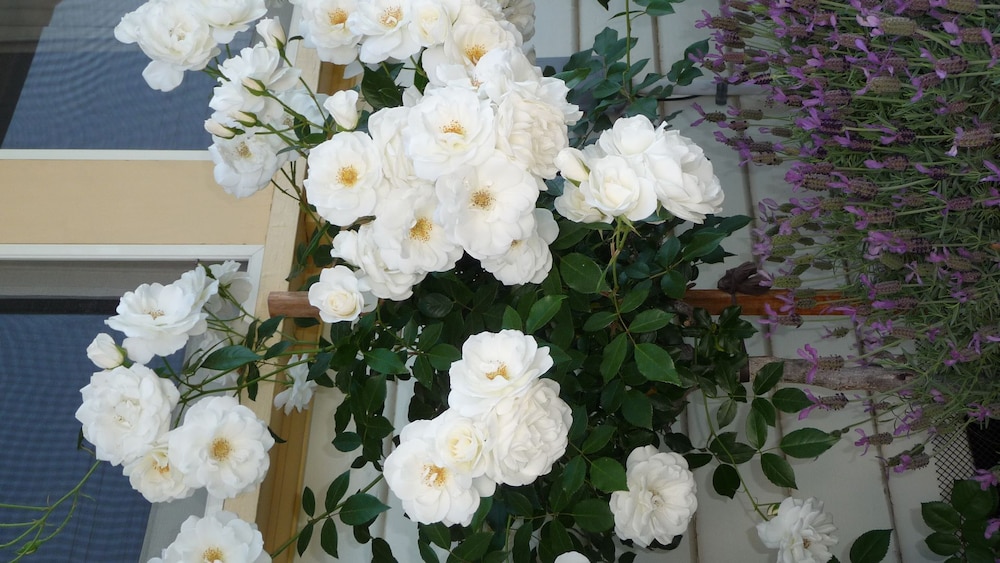 Central Shepparton Apartment