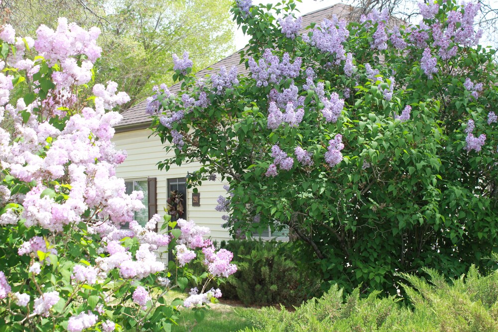Lilac Cottage A Bluebird Cottage Listing In Torrey Hotel