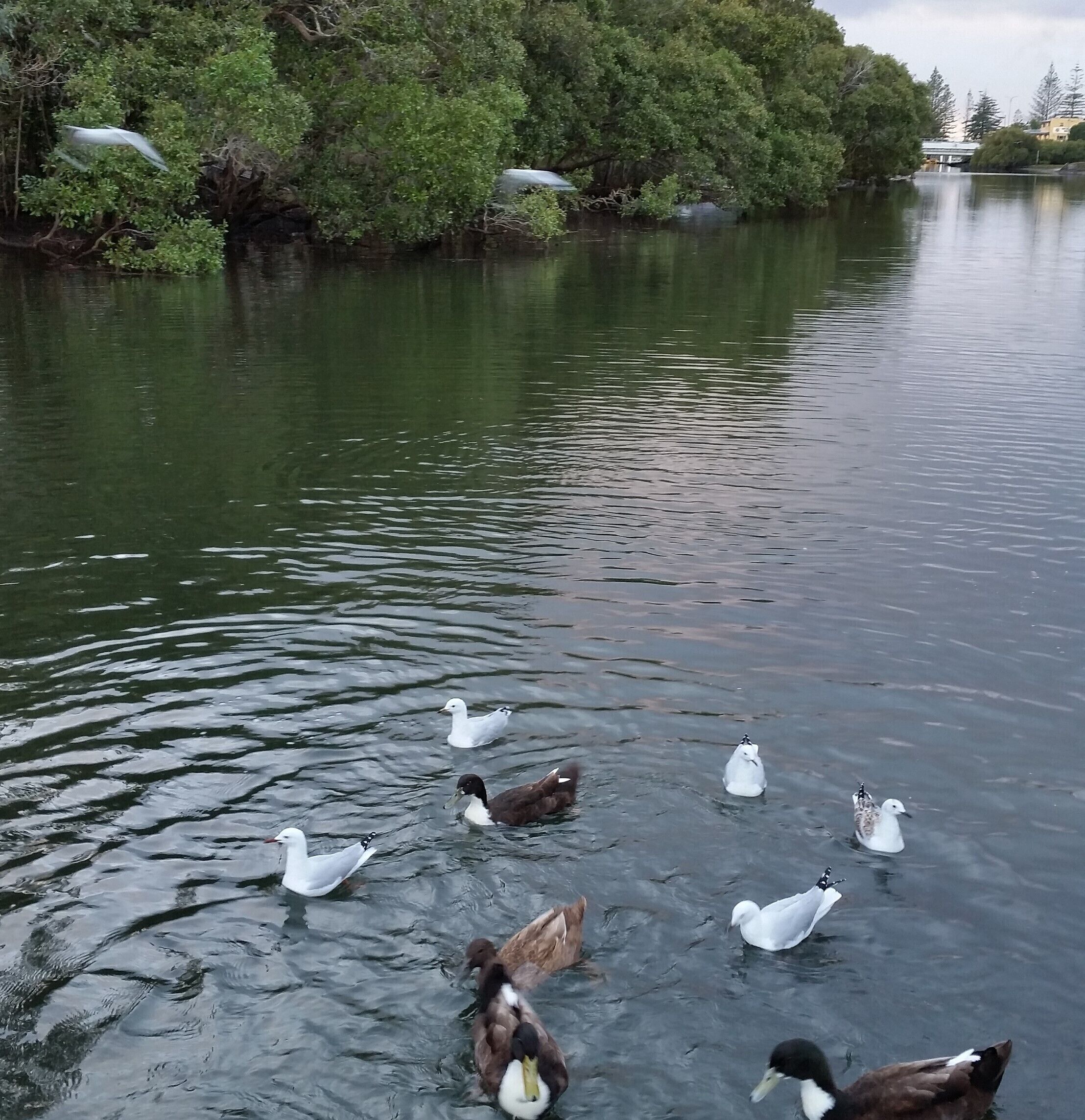 Home With Creek Frontage, Private Jetty, & Swimming Pool, Australia ...