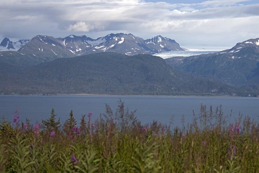 Eagles rest at the Kilcher Family Homestead in Alaska The Last Frontier