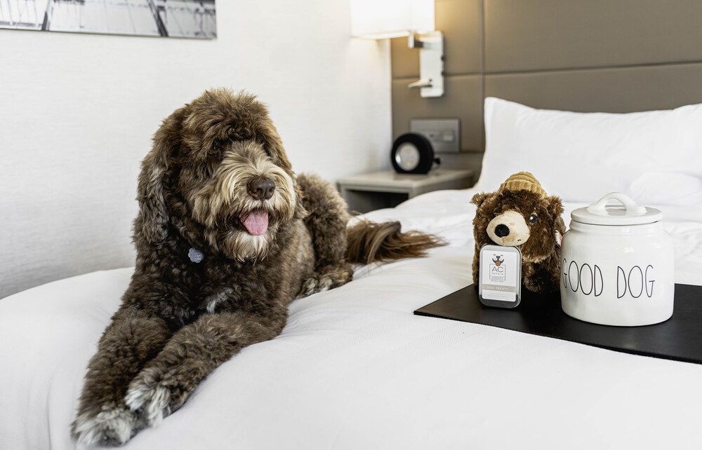 Pet-friendly, AC Hotel by Marriott Beverly Hills