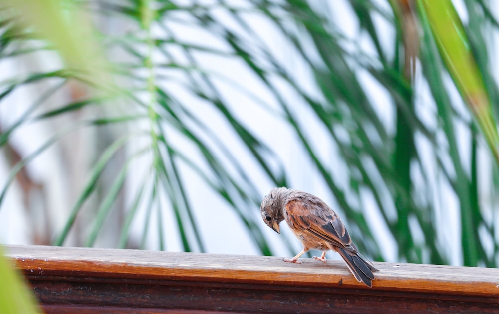 Foto - Riad Bellamane Marrakech